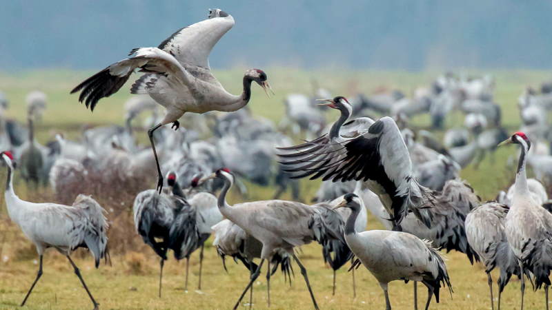 Трудовые коллективы Миорского района приняли участие в районном субботнике