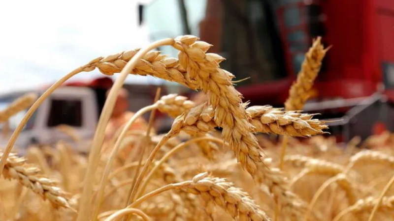 Уборку зерновых завершат через четыре-пять дней