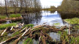 Фото болото Ельня весна 2022