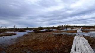 Фото Республиканский ландшафтный заказник Ельня весна