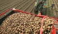 В Беларуси накопали почти 257 тысяч тонн картофеля