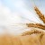 К 16 сентября в стране намолотили 7 173 тыс. т зерна с учетом рапса