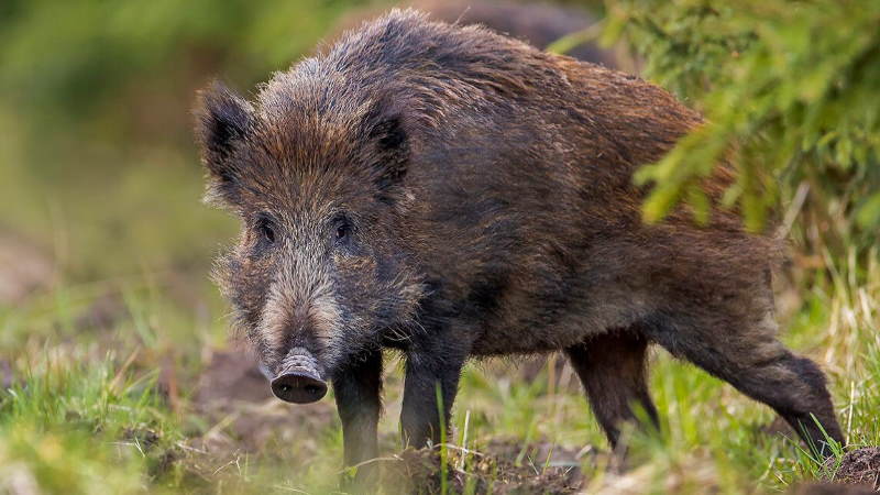 Белорусам могут запретить держать свиней
