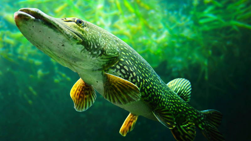 молодняк щуки